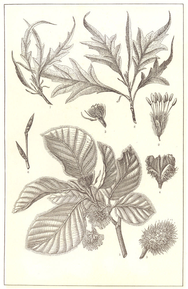 TREES. Beech. Branch; flower; Fruit & case; Twig; varieties 1907 old print